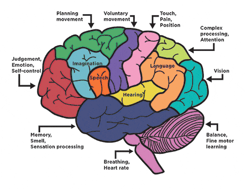 Мозг человека используется на процентов. Мозг пазл. Пазл мозг человека. Нейробиология головоломка. Brain IQ.