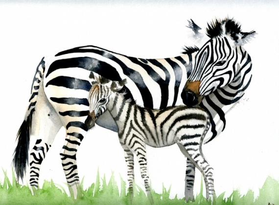 adolescent zebre surdoue precoce