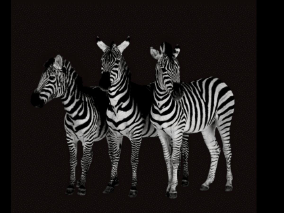 Le blog positif qui démocratise le HPI - Suivez le Zèbre