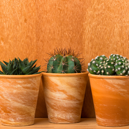 plante pour égayer son intérieur cactus