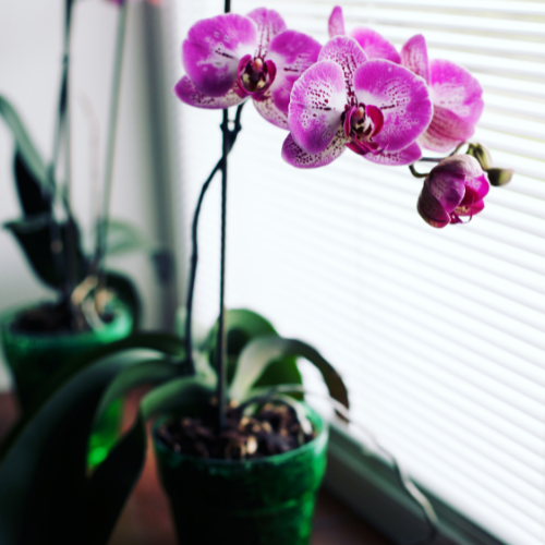 plante pour égayer son intérieur orchidée
